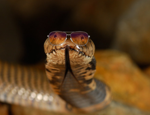 mozambique_spitting_cobra_05
