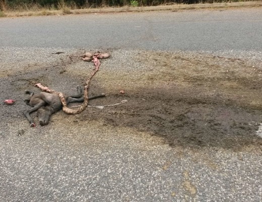 The mare was hit so hard by the speeding truck that the foal was ripped from her body.