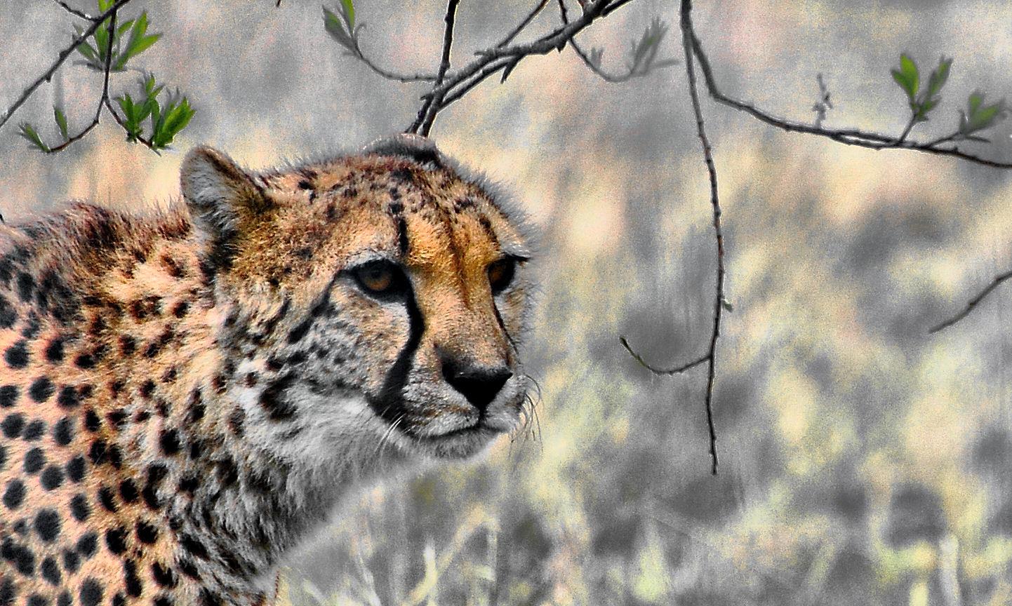 Cheetah