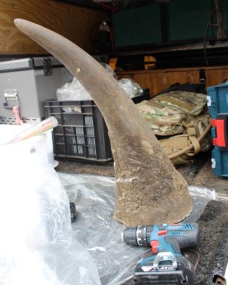 A horn like this which was kept as evidence by SAPS and which is readied here for DNA sampling at a SAPS training session, would have been safely sealed away in a bag to which salt would have been added as preservation agent.