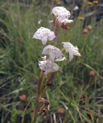 Disa Staerkeriana