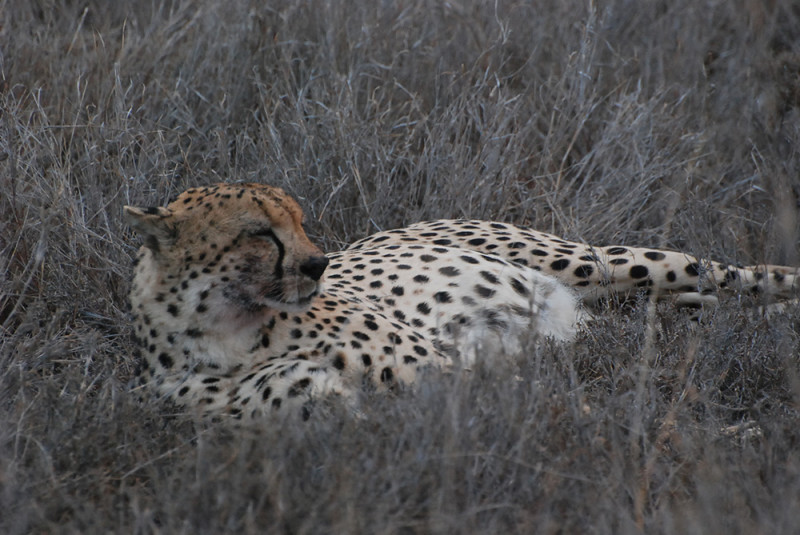 cheetah