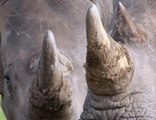 The SANParks five stand accused of poaching.