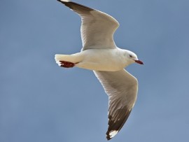 Voel vlieg
