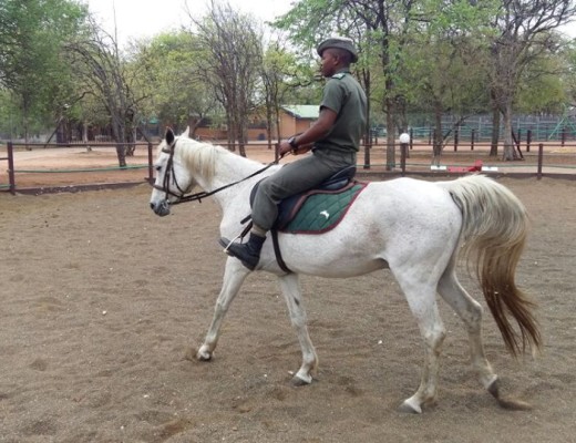 Phalaborwa whitehorse