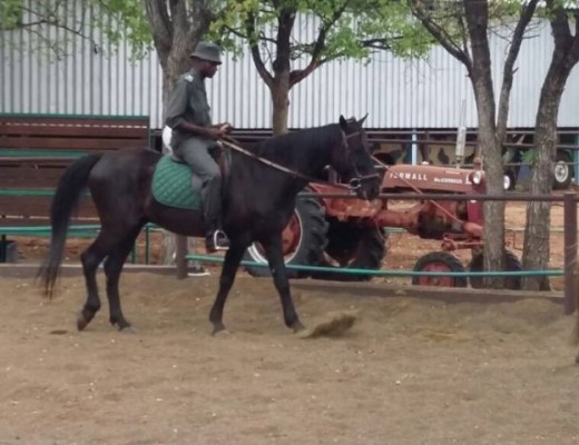 phalaborwa black horse (Small)