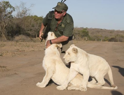 West Mathewson with the two white lions when they were younger. 