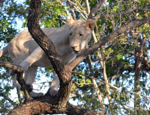 white lion (Small)