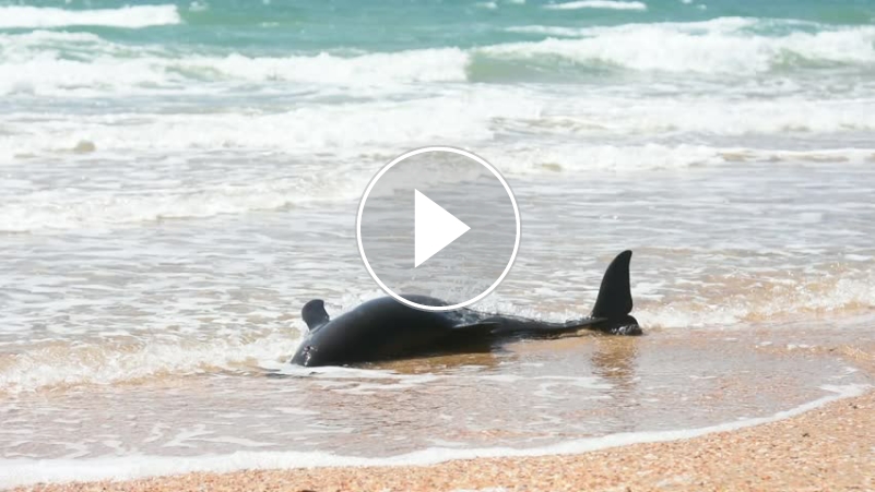 Beached Dolphin at Inhassoro Mozambique