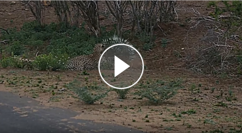 Leopard VS Porcupine