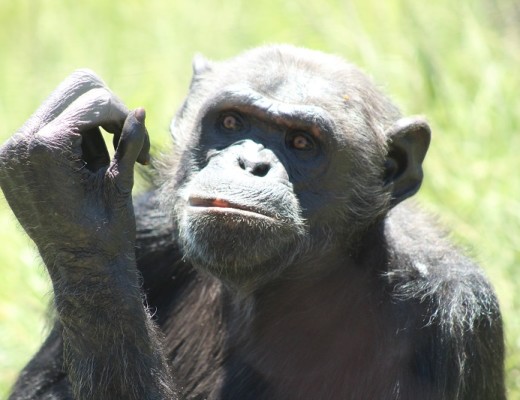 Die sjimpansees by Chimp Eden se belangrikste koelteboom in die een kamp is deur 'n storm ontwortel tien dae gelede.