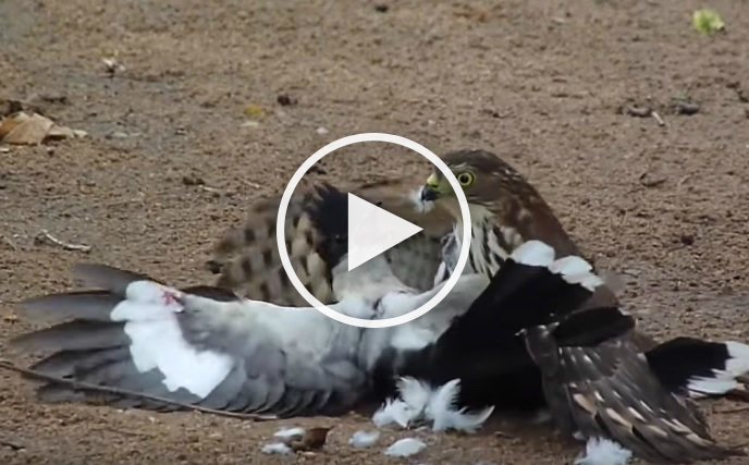 Hawk tries to kill cuckoo bird