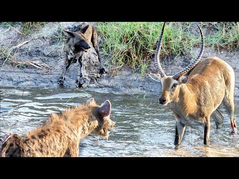 Video: Hyenas Steal Wild Dog Kill in Epic Battle – Twice!