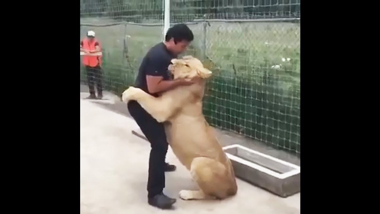 Lion Sees His Adoptive Dad After 7 Years - Truly Heart-warming | Lowvelder