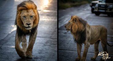 With nearly 20 years of experience guiding international guests through the Kruger National Park, Kurt Safari continues to deliver world-class wildlife experiences and exceptional service.