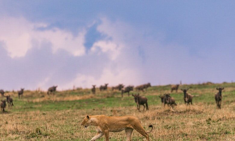 Safari