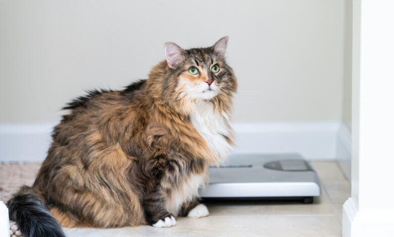 Calico,Maine,Coon,Cat,Sitting,Looking,Up,In,Bathroom,Room