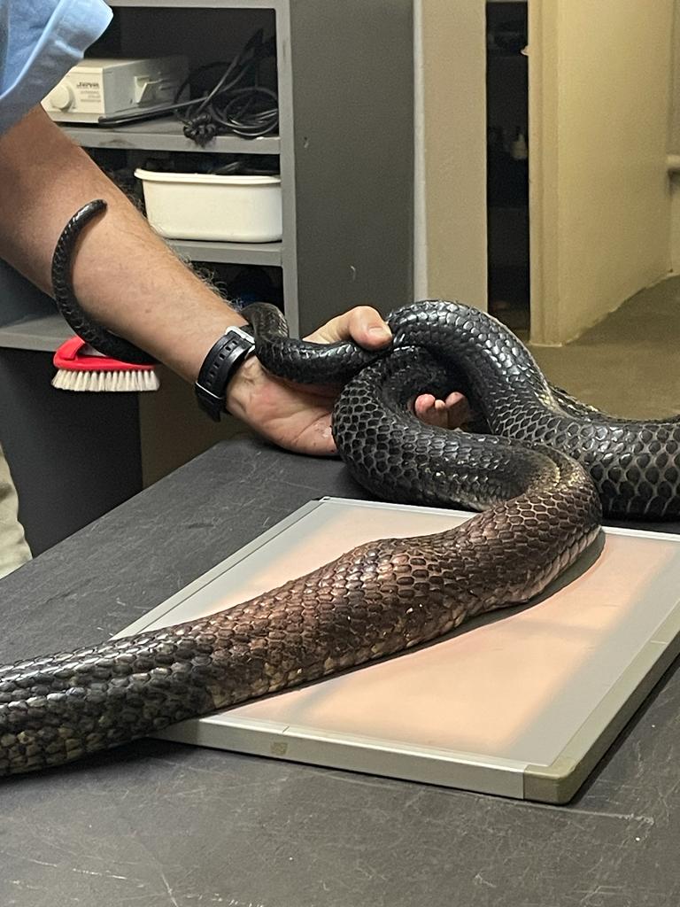 Hazyview reptile park snake suffers spinal column break | Lowvelder