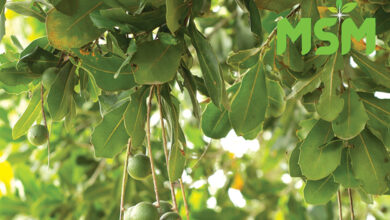 MSM is set to revolutionise the macadamia sector. > Photos: Supplied/MSM