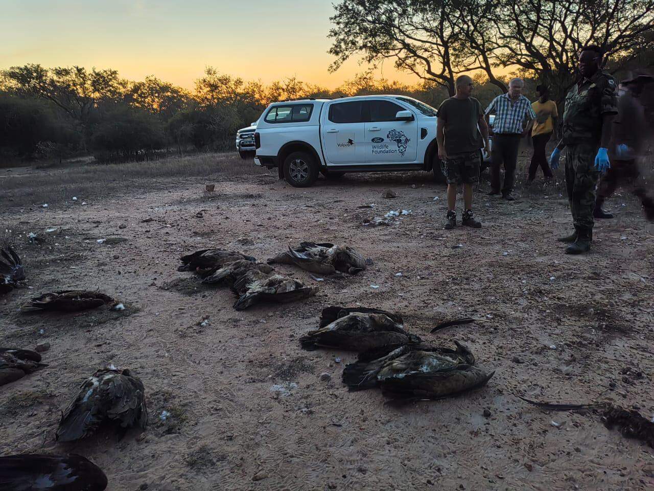 Rangers collecting the dead vultures.