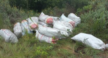 Bags of clivia stems. > Photos: Supplied/Jaco Klopper