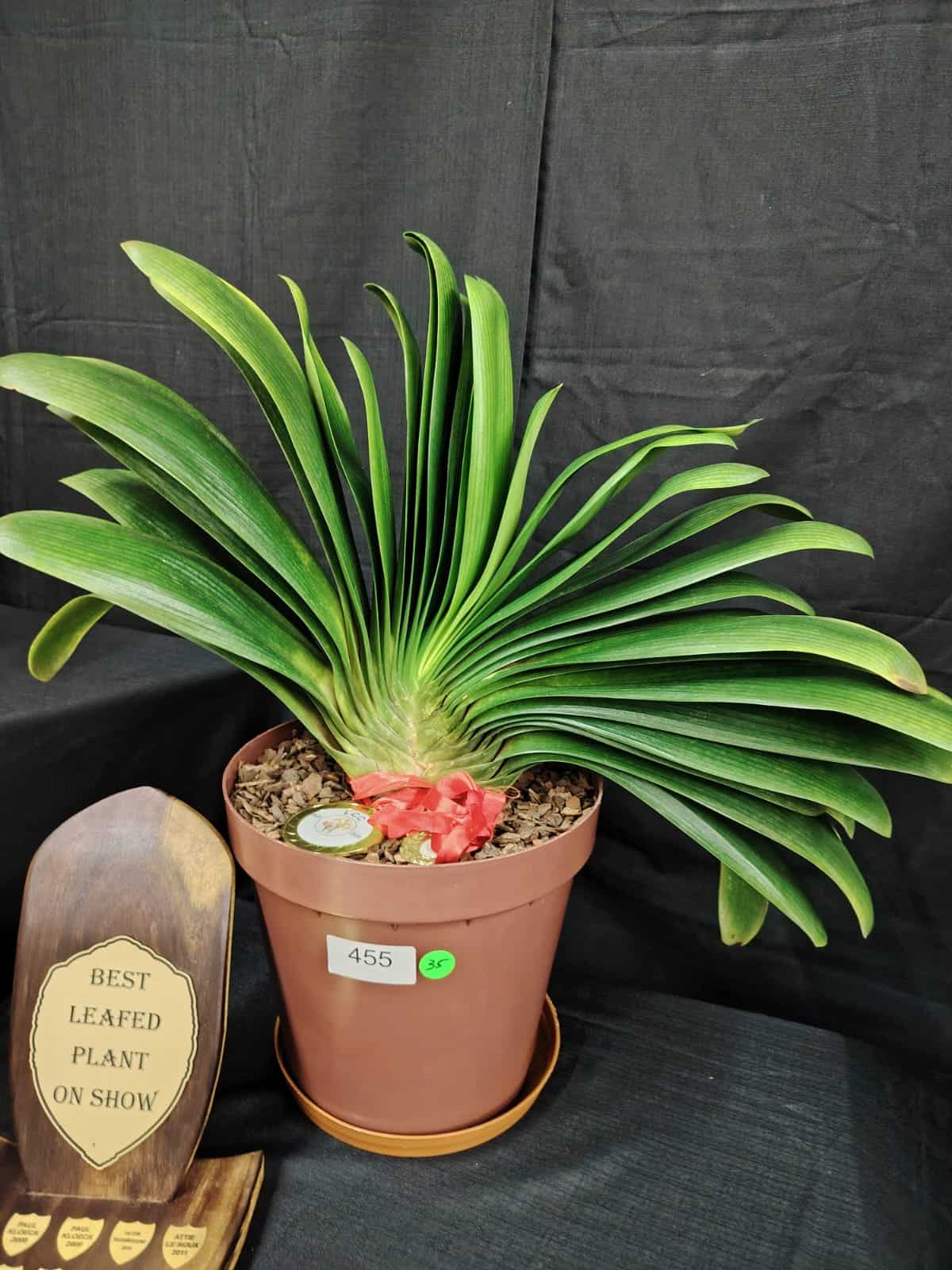 Best foliage plant of the show.