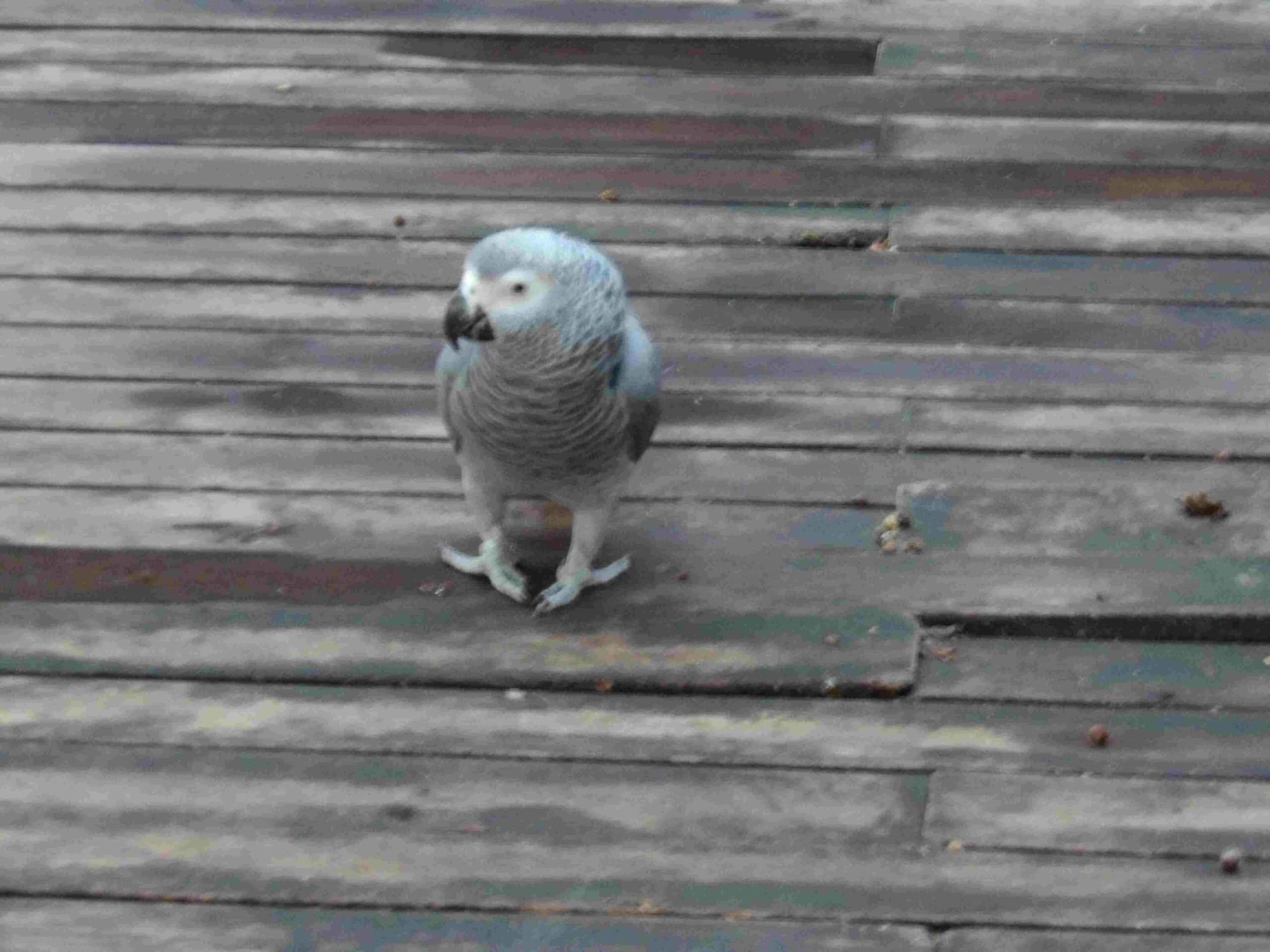 Zippy the parrot