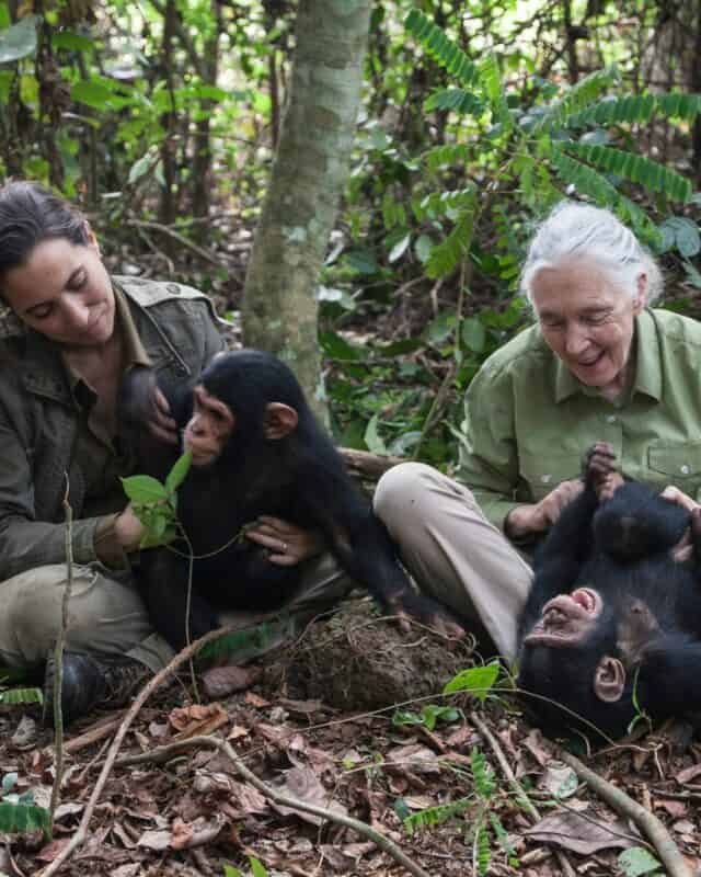 Dr Rebeca Atencia and Jane Goodall play with baby chimpanzees. > Photo: Sourced