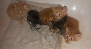 A litter of kittens that was rescued. > Photo: Supplied/PID