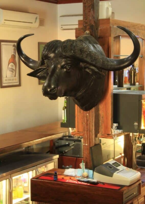 Die bekende buffel op sy pos in die kroeg.