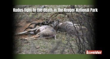 The kudu bull carcasses. > Photos: Supplied/Joep Stevens