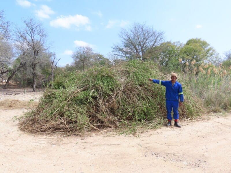Jose Muacavele with a massive pile of triffid weed. > Photos: Facebook/Marloth Park Honorary Rangers