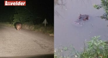 Seeikoei Jeff loop rond op die Kaapsehoop-pad en in die spruit.