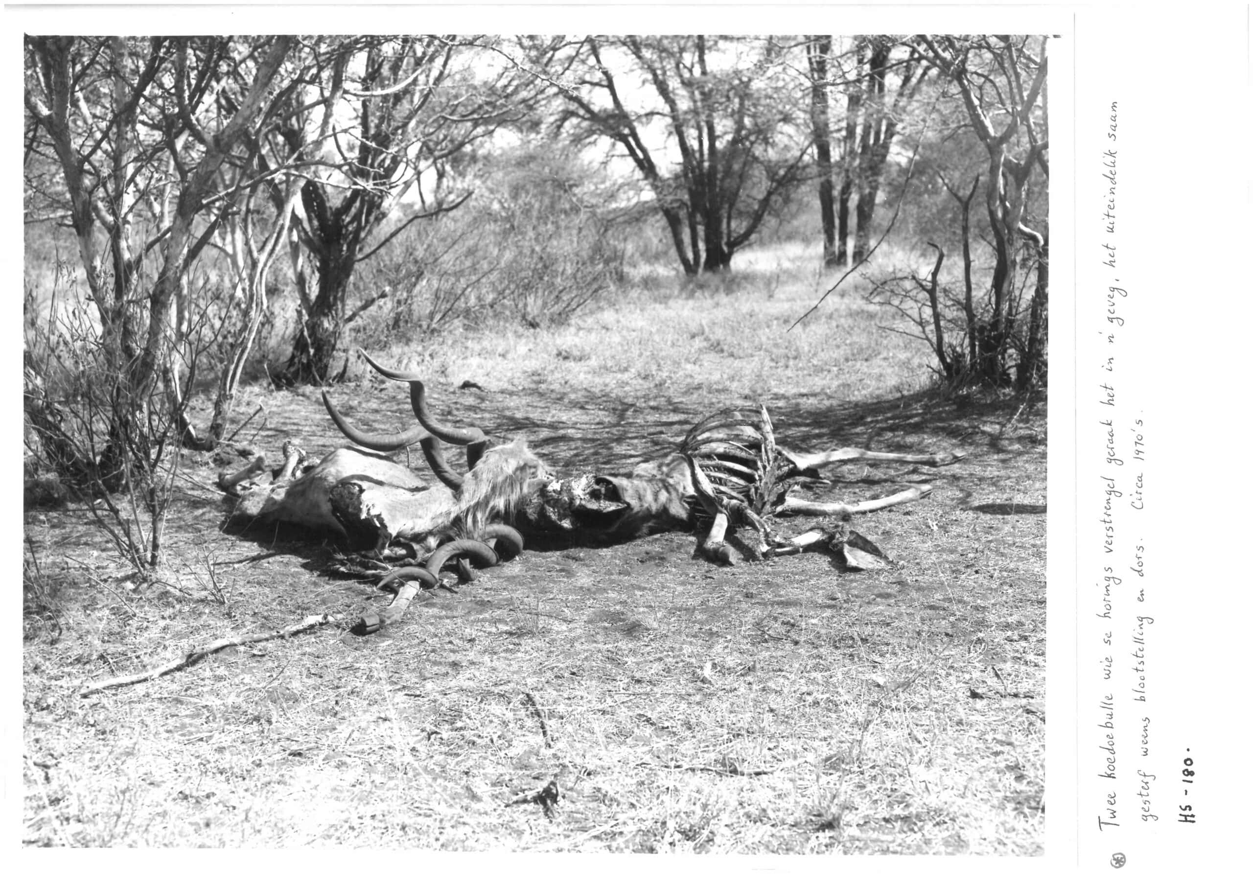 Tol Pienaar’s 1970 photo.