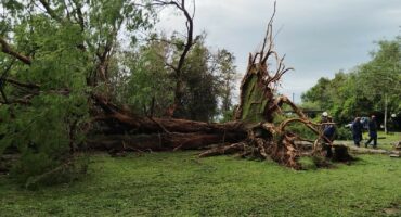 A tree that fell over.