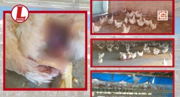 A severely injured chicken and chickens roaming free without water or food. > Photos: Supplied/SPCA Nelspruit