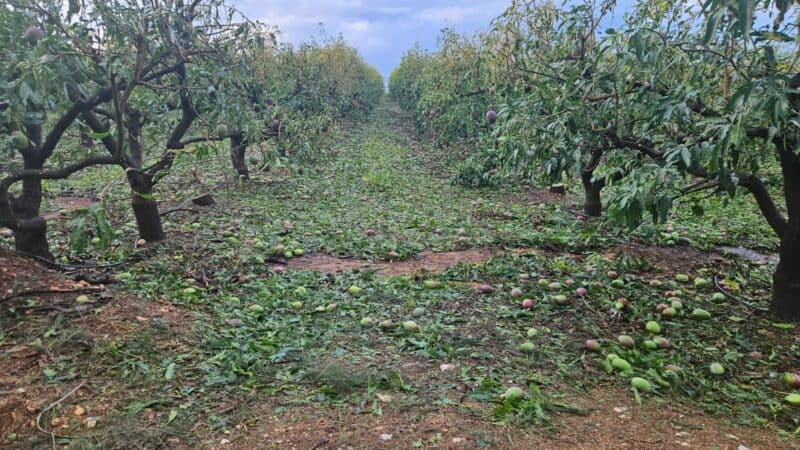 The damages to Taylor's plantations is extensive. > Photo: Supplied/Grant Taylor