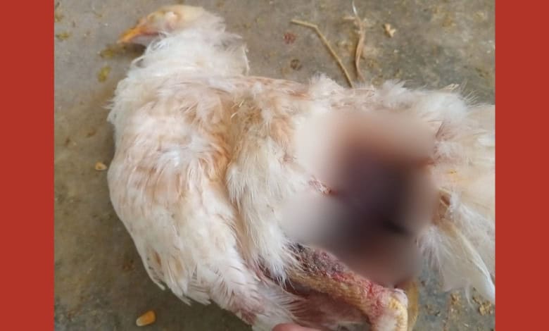 A severely injured chicken.
