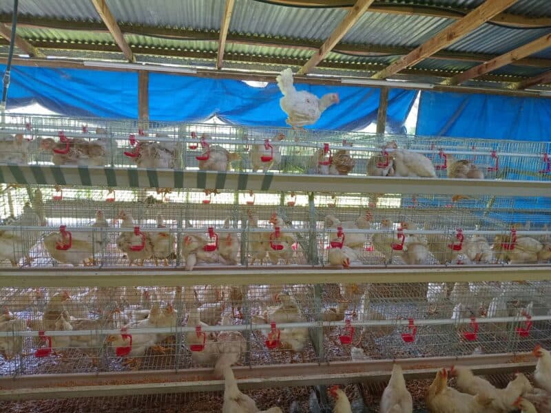 Chickens left in cages.
