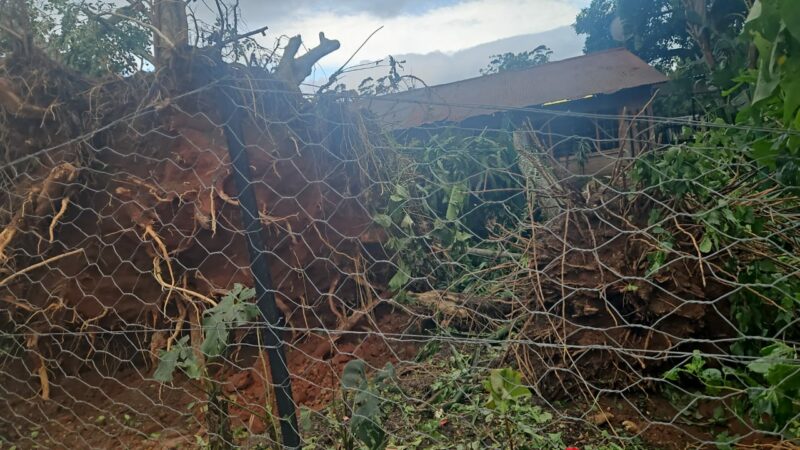 A tree that was uprooted during the storm.  > Photo: Supplied/Homer Neethling