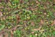 Macadamia nuts scattered all over the land. > Photo: Supplied/Homer Neethling