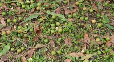 Macadamia nuts scattered all over the land. > Photo: Supplied/Homer Neethling