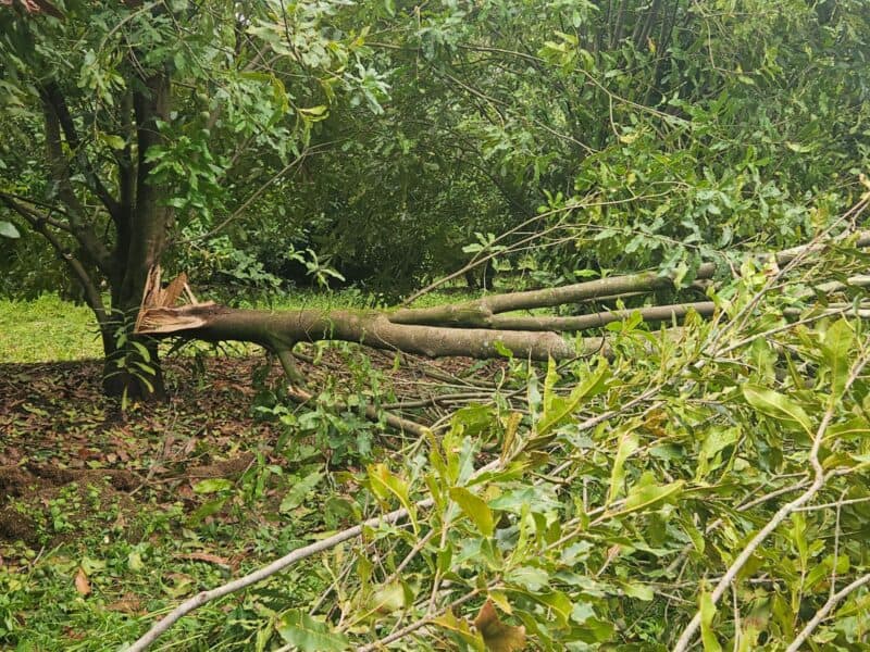 A tree that was uprooted during the storm.  > Photo: Supplied/Homer Neethling