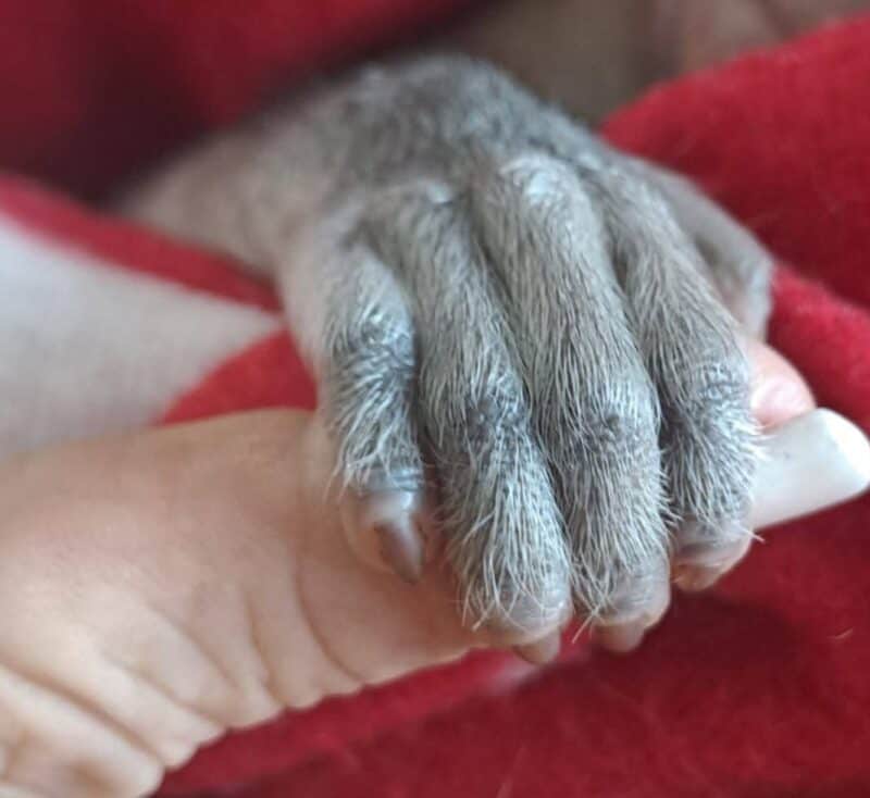 Die klein handjie klou vas aan sy versorger se hand.