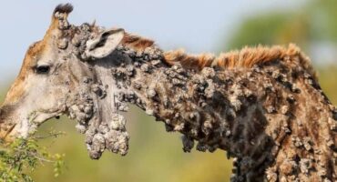 The giraffe with her unusual nodules caused by the papillomavirus, spotted by professional photographer Marius Nortjé in the Kruger National Park. Despite its appearance, the giraffe continues to live a normal life.