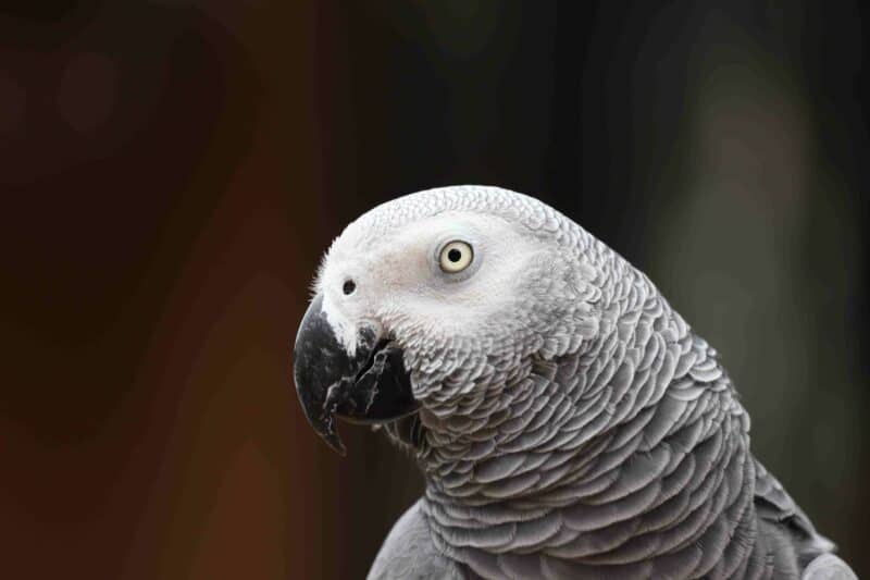 Zazu the parrot is back home