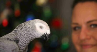 Zazu will spend this Christmas at home. Photos: Stefan de Villiers.
