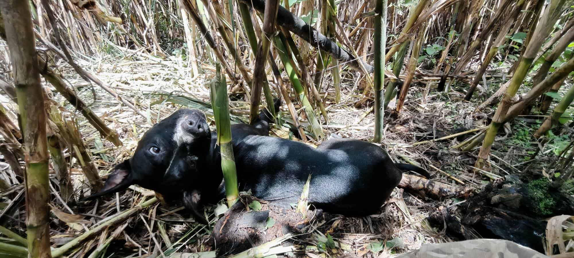 The dog that was found and rescued in the Mbombela bushes. > Photo: Supplied/ Jaco Klopper