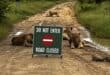 Lions rest on a road that has been closed. > Photo: Supplied/Splashy Mark James Easthorpe