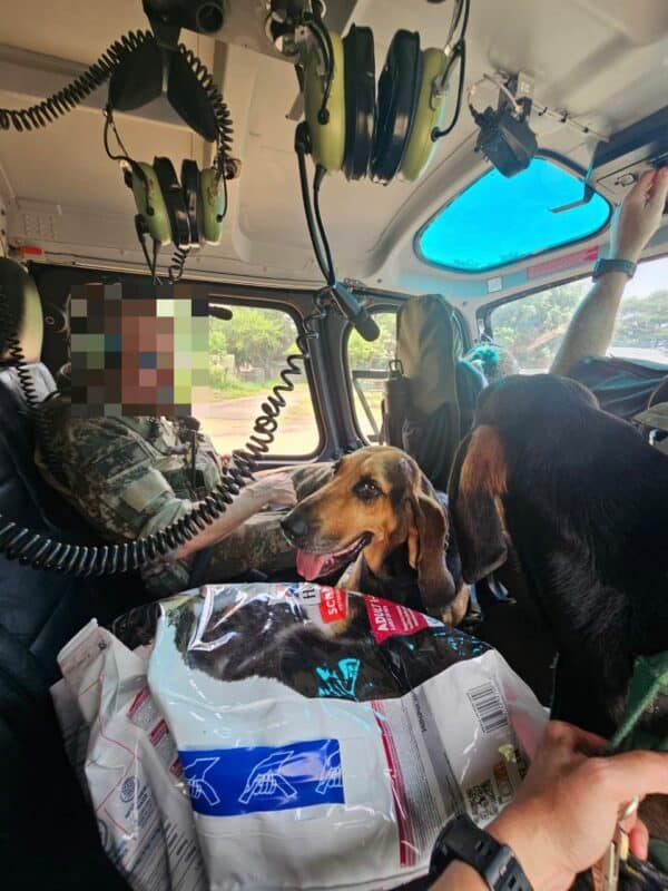 K9 dogs airlifted by SANParks.